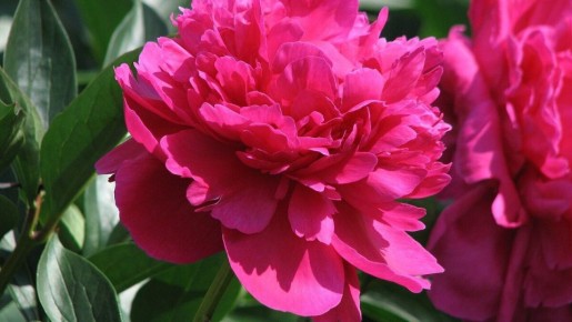 Как защитить пионы от болезней и вредителей