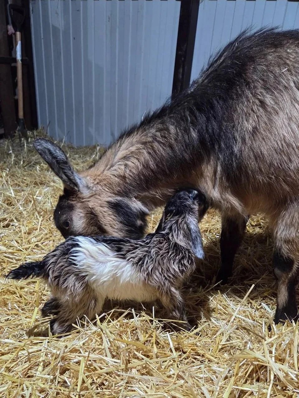 В ставропольском «Пеликане» появились рогатые кормильцы Эти крохотные козочки выкармливают лисят, косуль и даже енотов! В ставропольском «Пеликане» появились рогатые кормильцы Эти крохотные козочки выкармливают лисят, косуль и даже енотов!