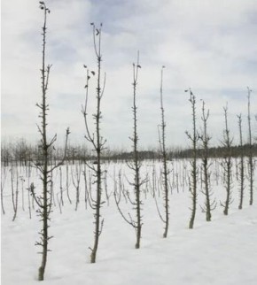 Как правильно подготовить колоновидные яблони к зиме