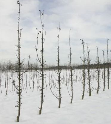 Как правильно подготовить колоновидные яблони к зиме