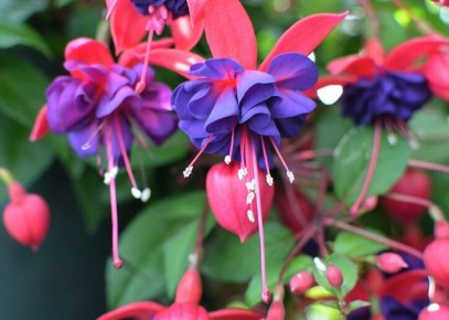 ��������������� ������� � ��������