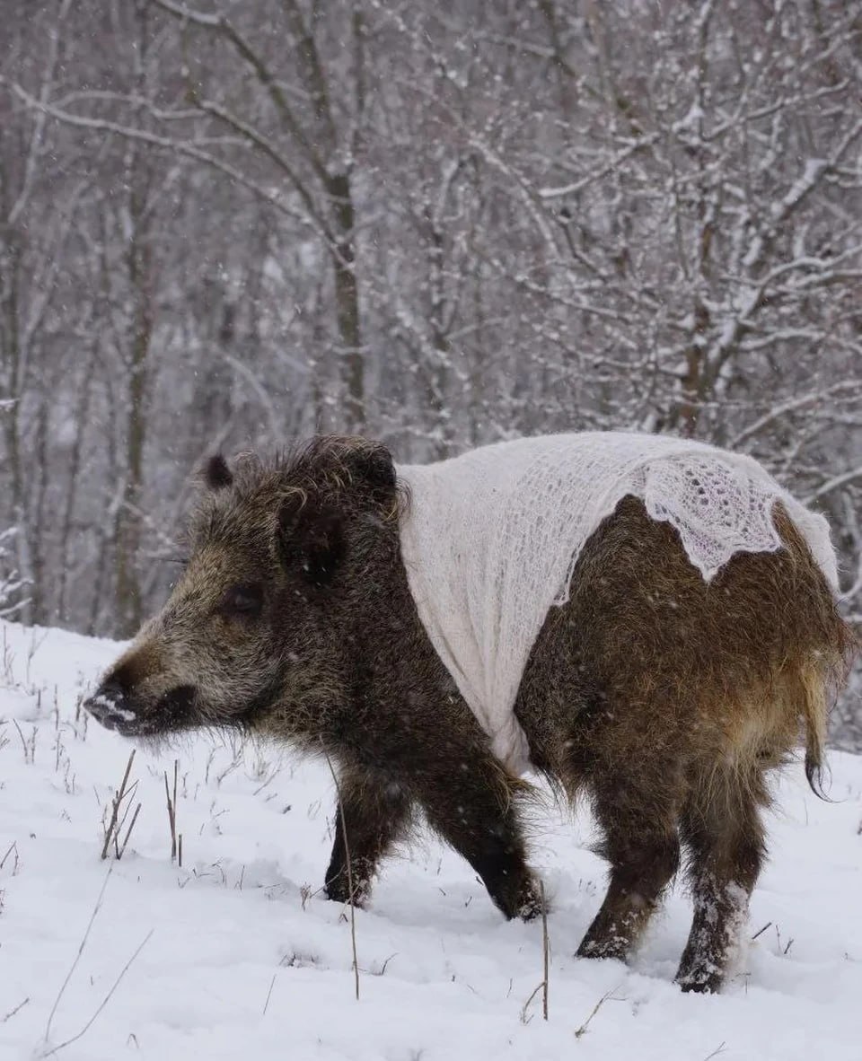 В ставропольском «Пеликане» появились рогатые кормильцы Эти крохотные козочки выкармливают лисят, косуль и даже енотов! В ставропольском «Пеликане» появились рогатые кормильцы Эти крохотные козочки выкармливают лисят, косуль и даже енотов!