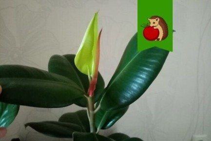 Как вернуть каучуконосному фикусу жизнь и пышность