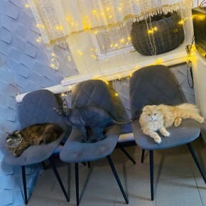 Котики удобно устроились, чтобы в комфорте провести все выходные