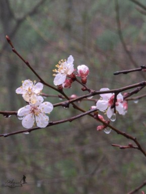 Совсем скоро будем вживую радоваться этой красоте