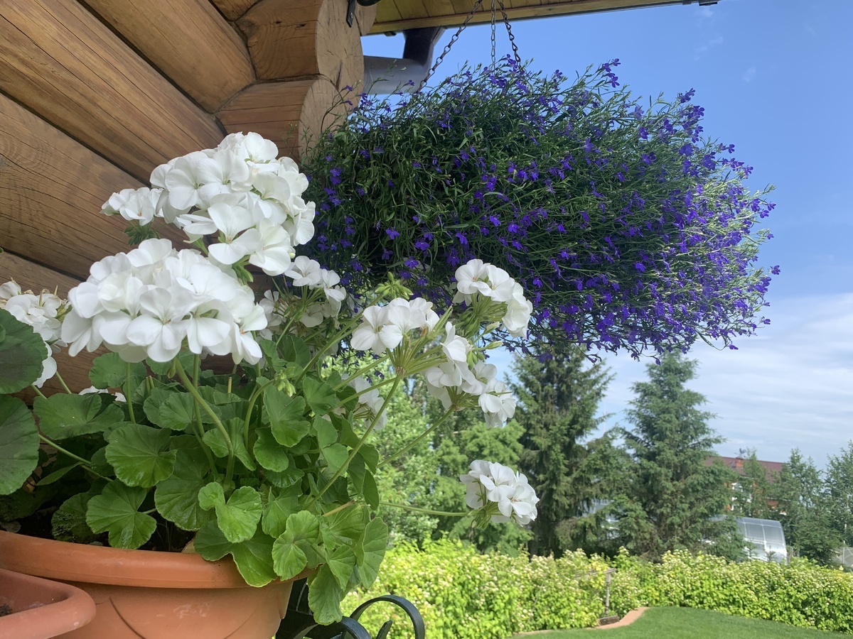 Герани в саду: вдохновляющие идеи от читателей для вашего ландшафта