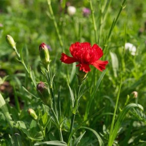 ������� ������� ��� ������� �������� �������� ��������