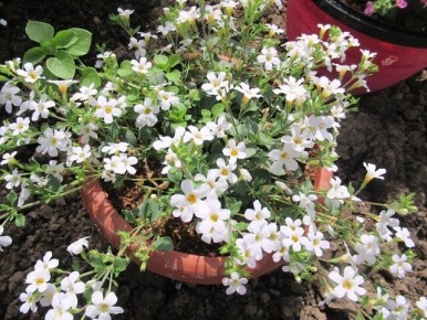 ��� ��������� ������ �� ����� � �������� ���� ���