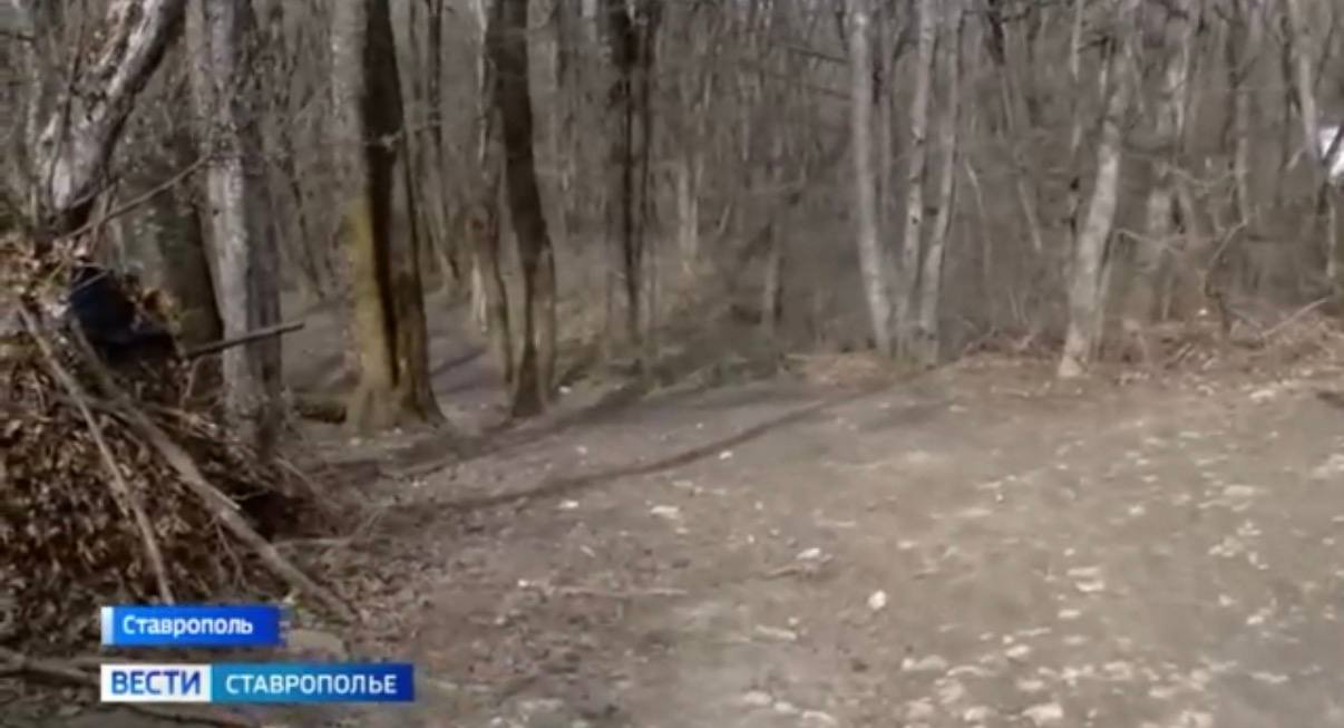 В России 21 марта отмечали международный День лесов В России 21 марта отмечали международный День лесов