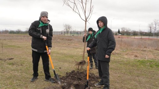 Аллею из 200 катальп высадили в Кочубеевском округе