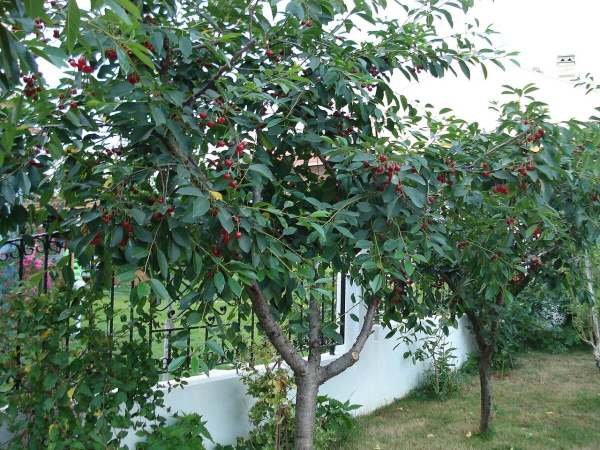 Ошибки, которые мешают вашему саду расцвести: как не допустить фиаско