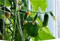 Как вырастить огурцы на подоконнике: секреты и лучшие сорта