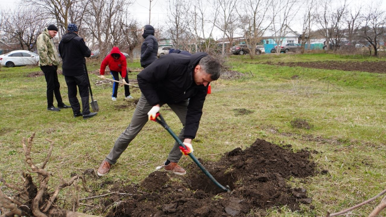 Аллею из 200 катальп высадили в Кочубеевском округе Аллею из 200 катальп высадили в Кочубеевском округе