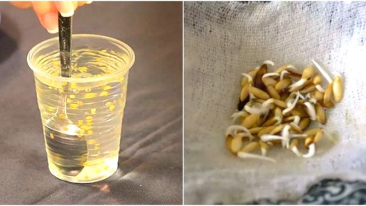 Как замачивание семян может изменить ваш огород: мифы и полезные растворы