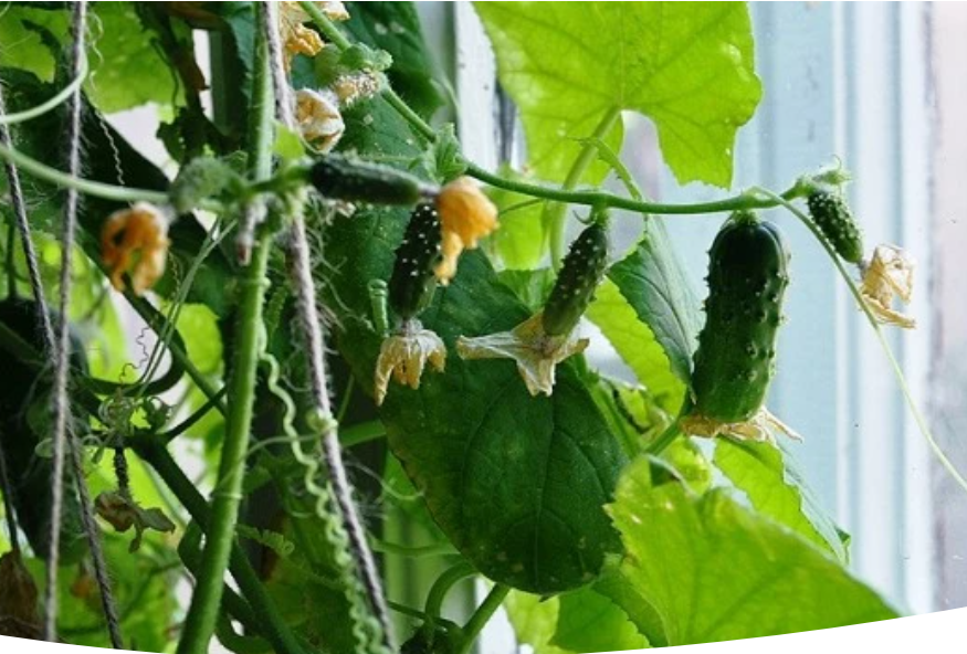 Как вырастить огурцы на подоконнике: секреты и лучшие сорта