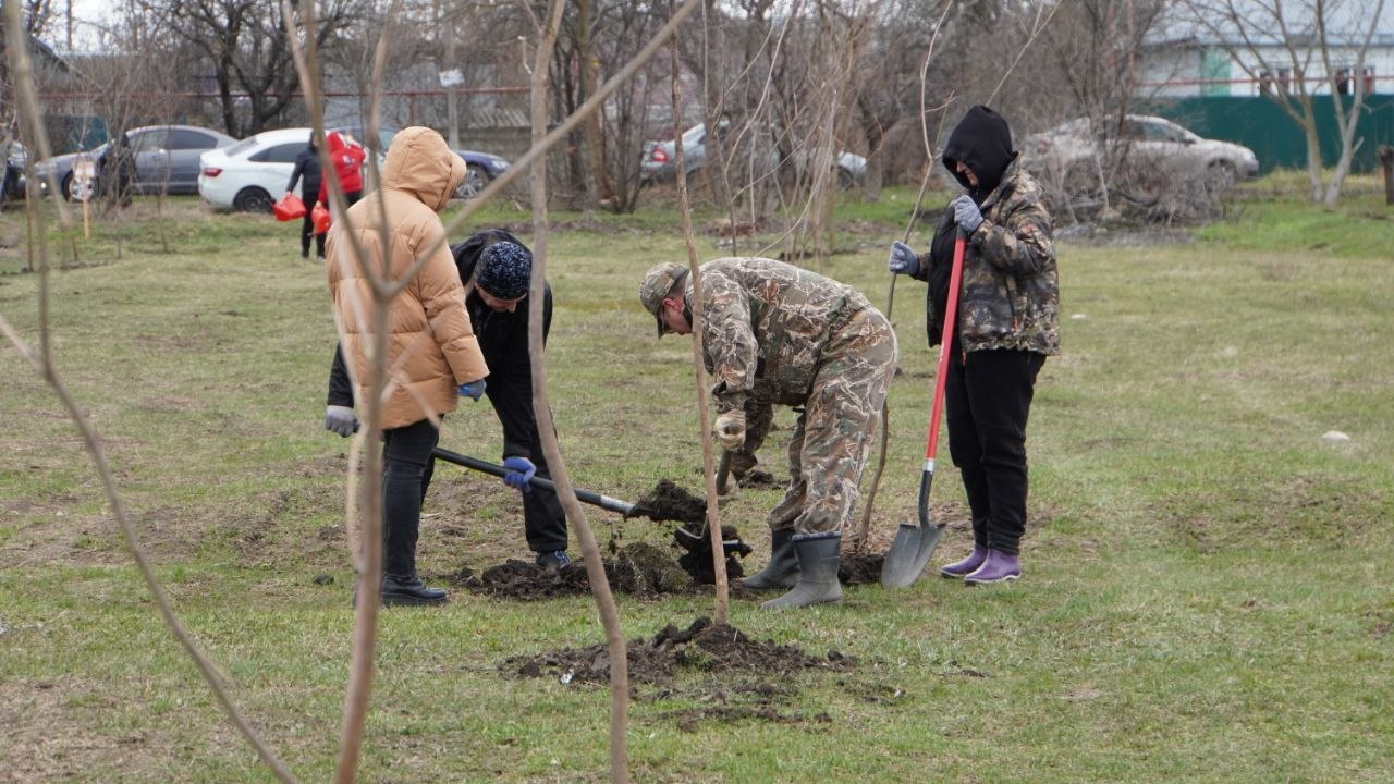 Аллею из 200 катальп высадили в Кочубеевском округе Аллею из 200 катальп высадили в Кочубеевском округе