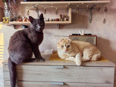 ���� � Ѹ�� ������ ��������� � ����������