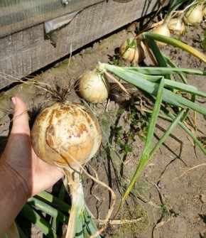 ����� ��������� ����� �� ����� ���������: ������� ��� �������� ������