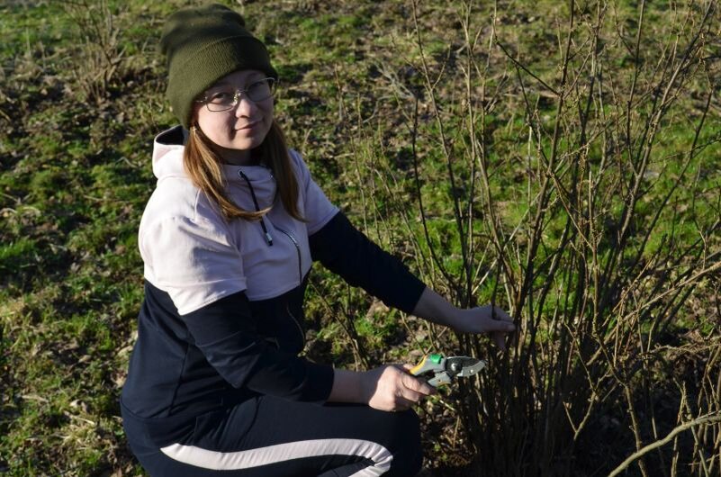 Как эффективно подготовить смородину к зиме?