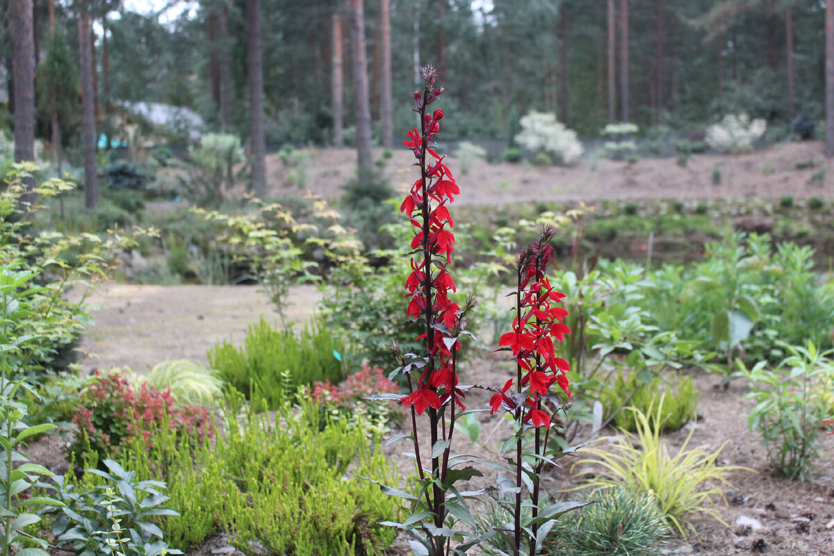 Все о красной лобелии: как сделать ее звездой вашего сада