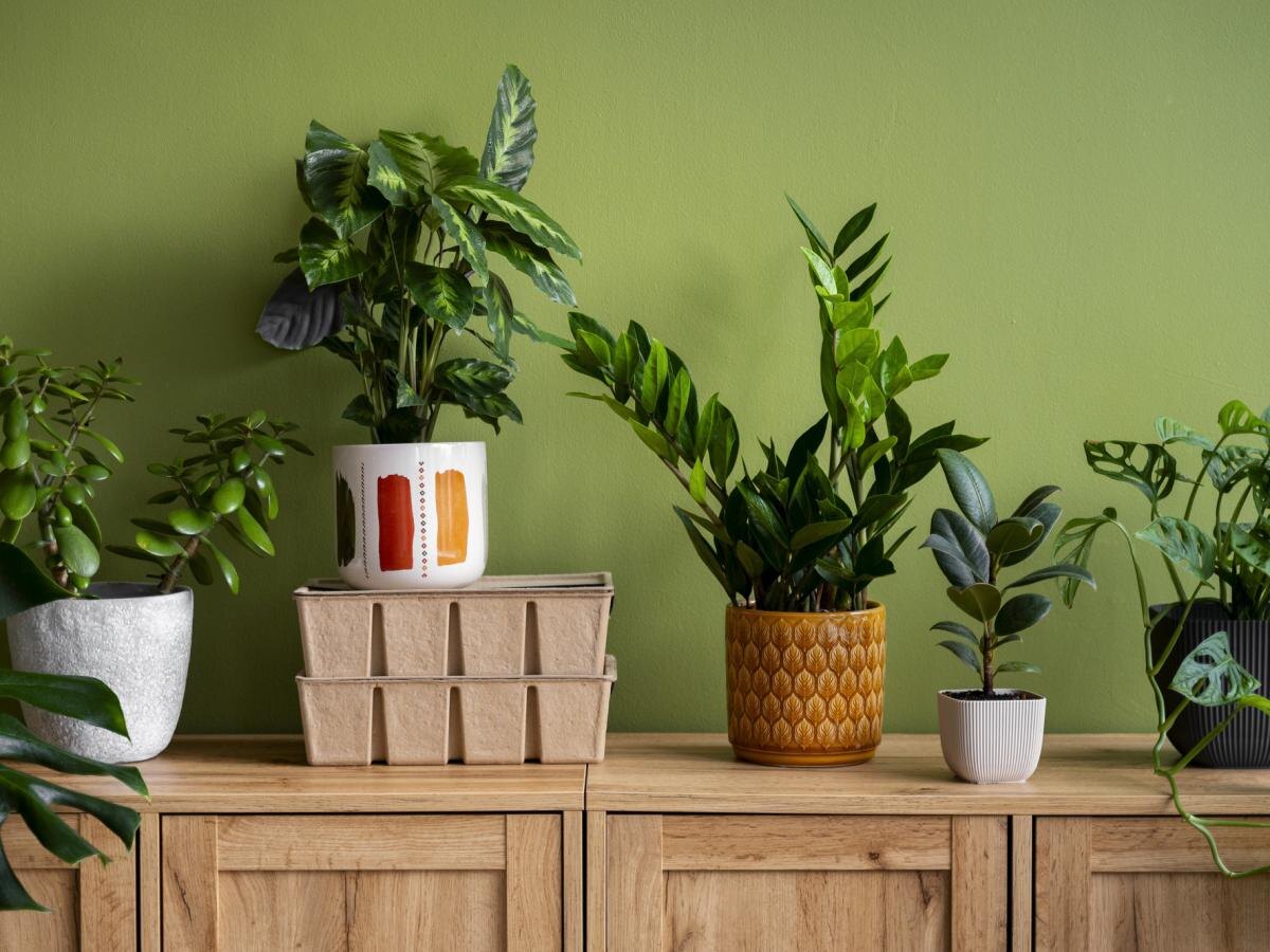 Тайные методы борьбы с мучнистым червецом: простота на вашей кухне