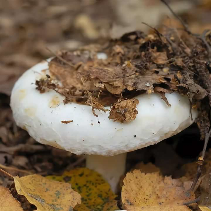 Как гриб груздь заслужил свое имя