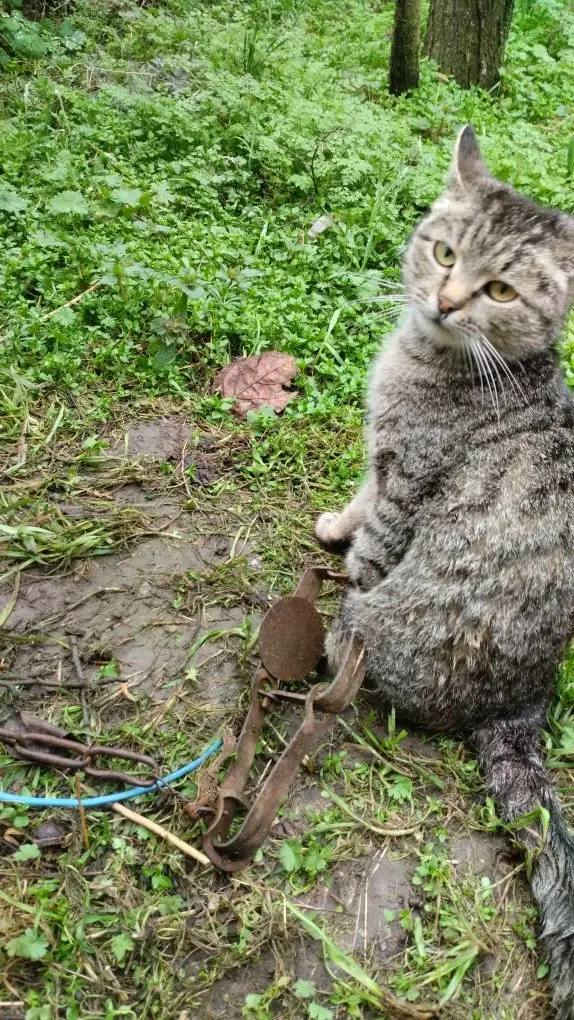 Кошечку, которая угодила в капкан, спали в селе Дивном Кошечку, которая угодила в капкан, спали в селе Дивном
