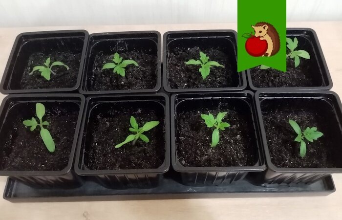 Как помочь томатам адаптироваться после пикировки: 4 важных шага для роста