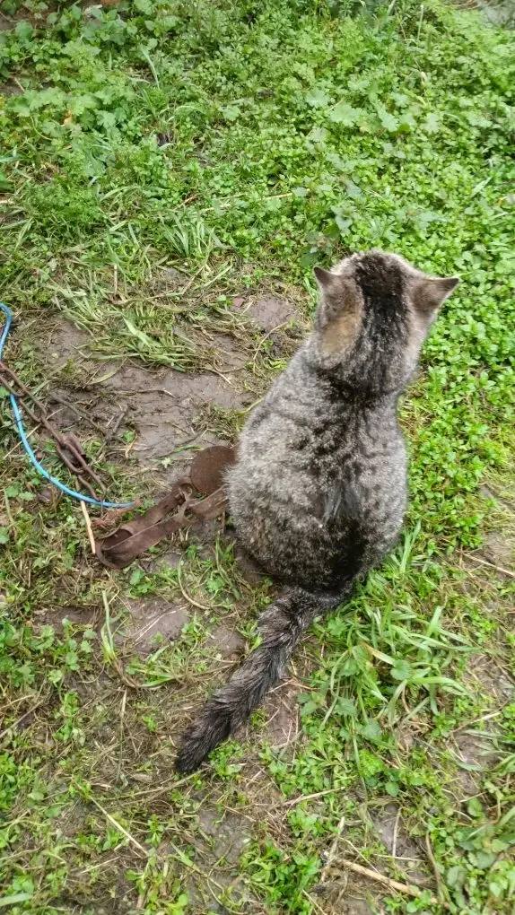 Кошечку, которая угодила в капкан, спали в селе Дивном