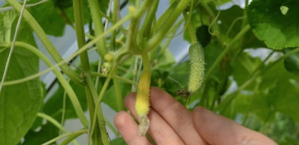 Почему желтеют завязи огурцов и как это исправить