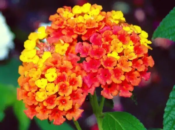 Лантана: Как вырастить тропический цветок, который украсит ваш сад