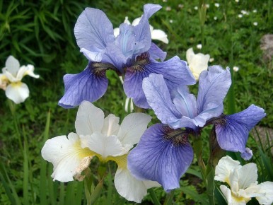 ���������� ��������� ������: ������ ��� �������� ��� ������ ����