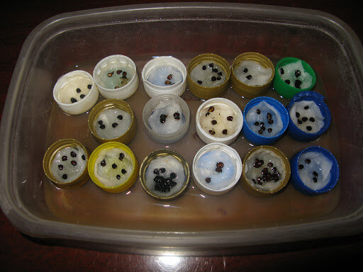 Необычные способы использовать крышки от пластиковых бутылок в огороде