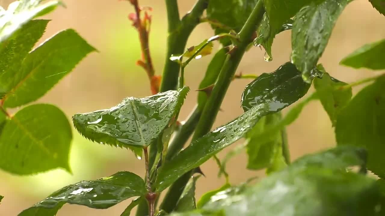 По данным синоптиков, завтра на Ставрополье местами небольшой дождь, утром в отдельных районах туман