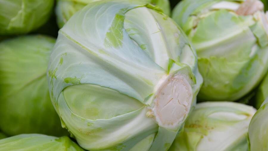 Капустный бум: почему белокочанная капуста снова в моде