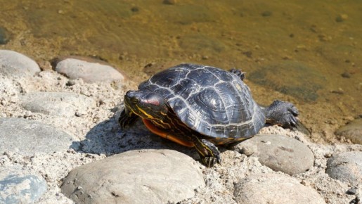 Черепаха ловит лучи весеннего солнца в Железноводске