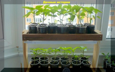 ���� ������� �������� � �������: ������ ��� ���������� ���������