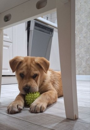 Малыш Добрыня с утра настроен на игры, отдых и веселье