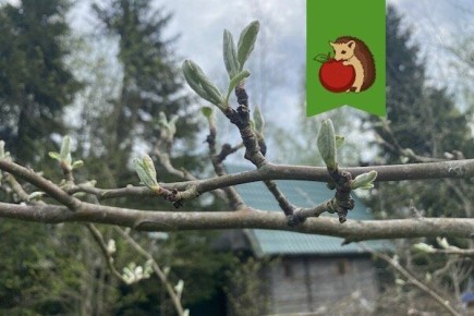 Весна в саду: как подготовить яблоню к богатому урожаю и защите от вредителей