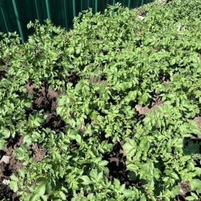 ��� �������� ���������������� ������ ��� ���������� ��������� ���������