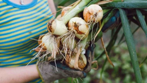 ���������� ��������� ��� ��������� ������ ����: ������� � ����������