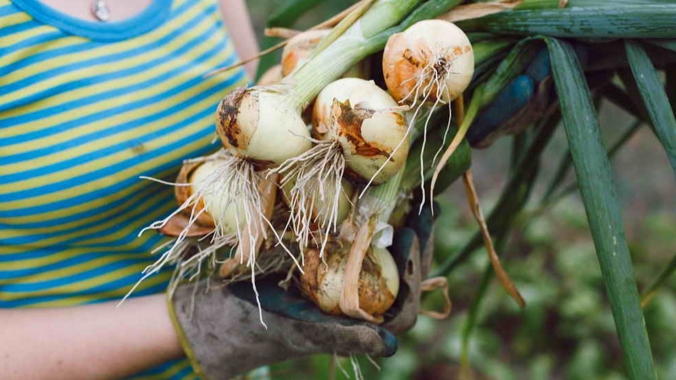 Упрощенная подкормка для улучшения урожая лука: секреты и результаты