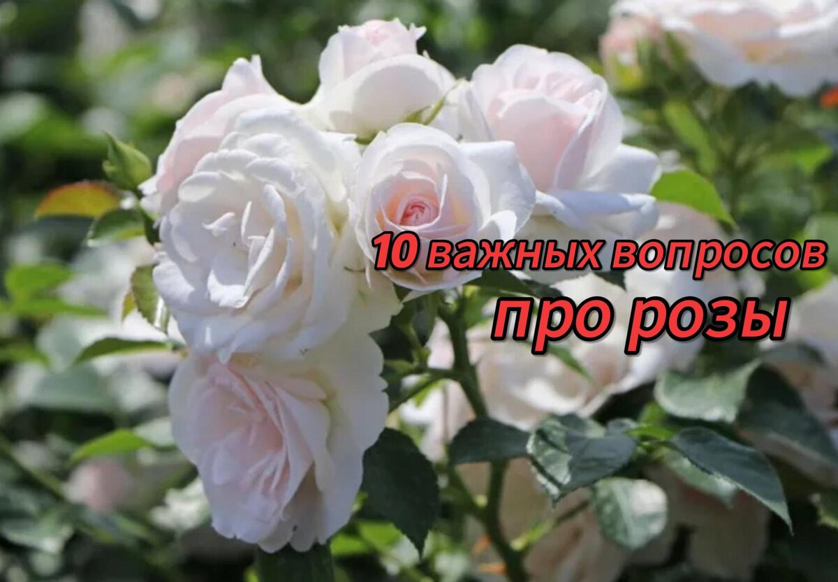 Как ухаживать за розами: ответы на главные вопросы