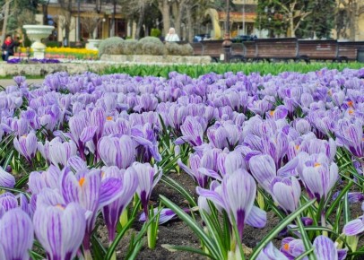 Дмитрий Ворошилов: Традиционно первые цветы на городских крумбах расцветают в парке Цветник, также в ближайшее время здесь в парке пятигорчан и гостей города ждет тюльпановая эйфория и цветение магнолии
