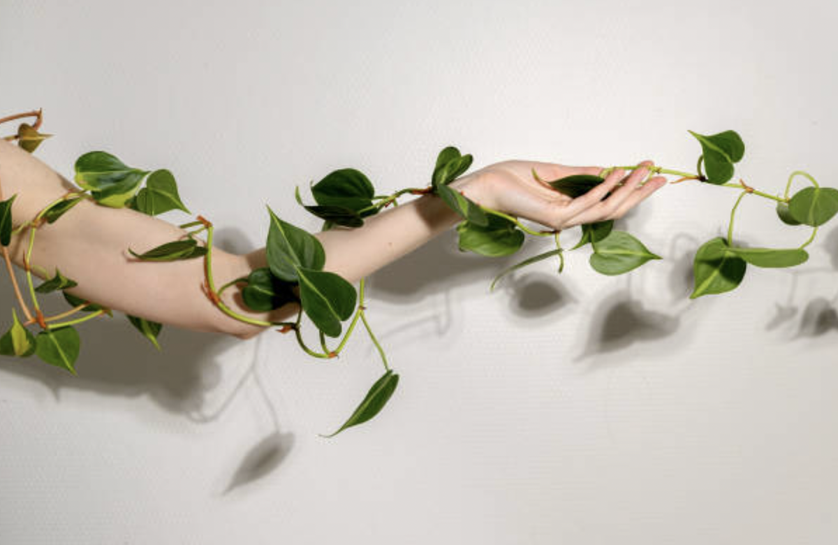 Как создать зеленый оазис в квартире с помощью вьющихся растений