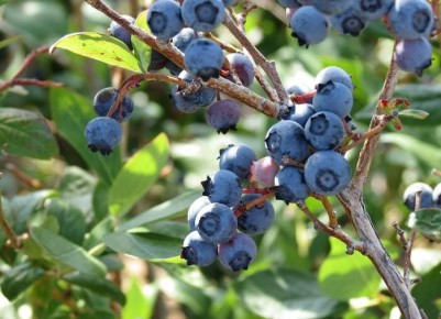 �������� �� �����������: ������� ��������������� ������