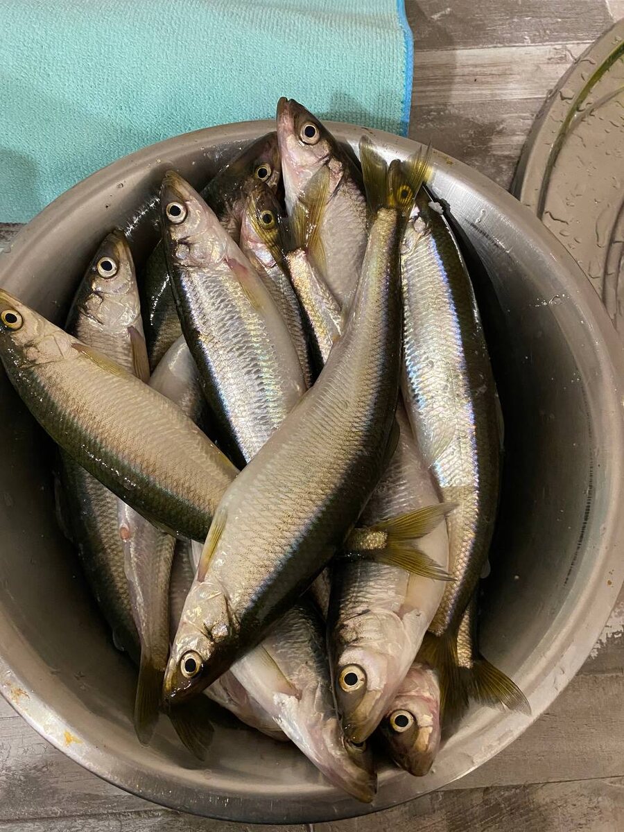 Как правильно готовить рыбу: секреты рыбацкого мастерства