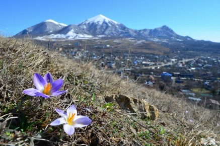 Крокусы цветут на Ставрополье