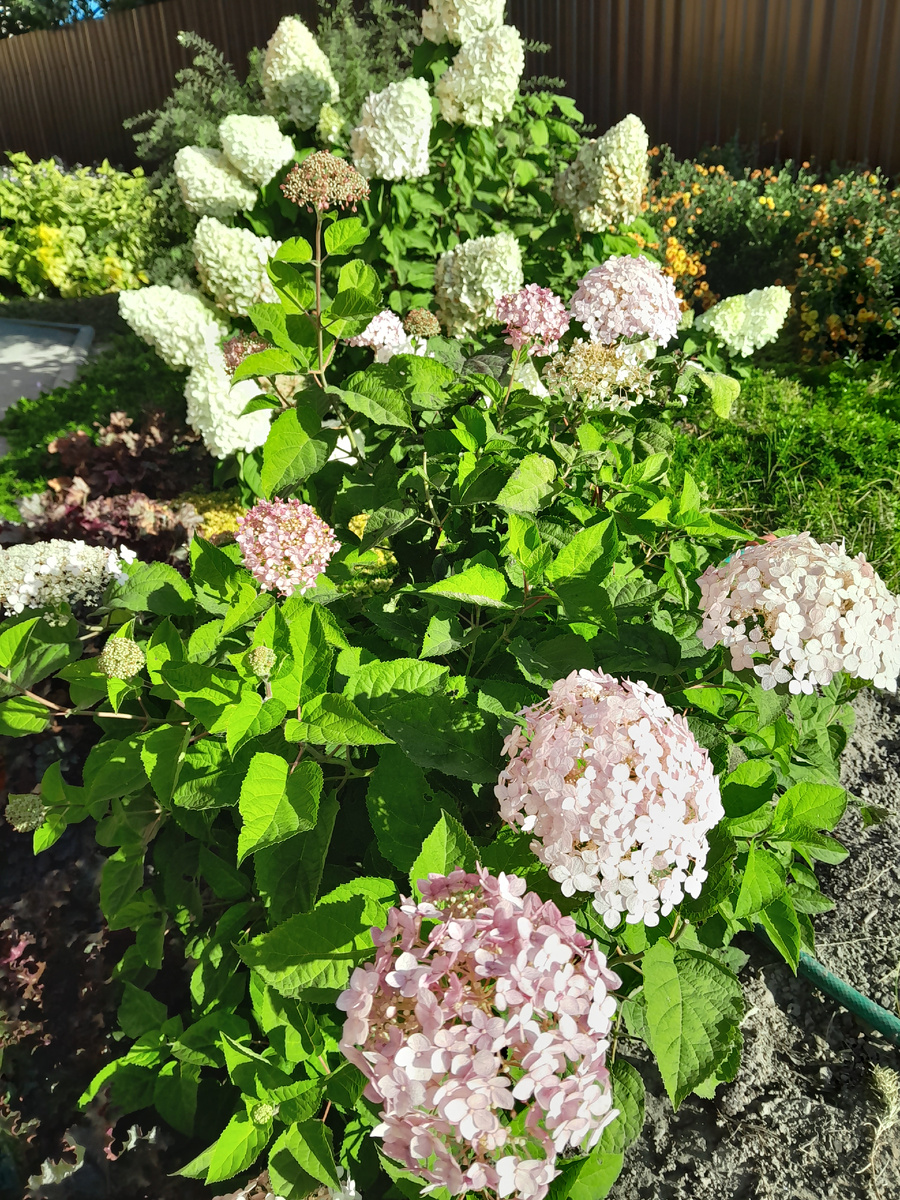 Первый мороз: как природа реагирует на резкие изменения температуры