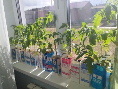 Необычный способ: как использовать втулки от туалетной бумаги для рассады